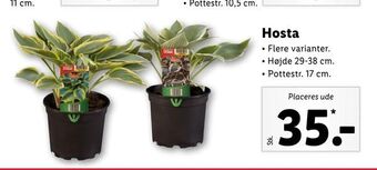 Lidl Hosta tilbud