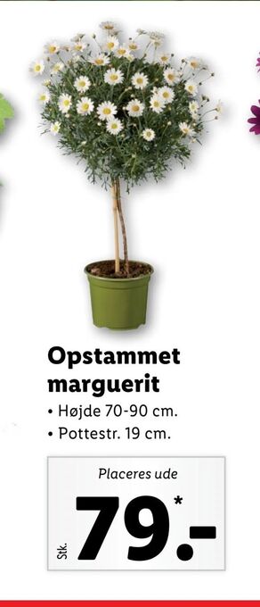 Lidl Opstammet marguerit tilbud