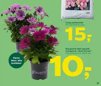 Marguerit eller spansk marguerit - flere farver