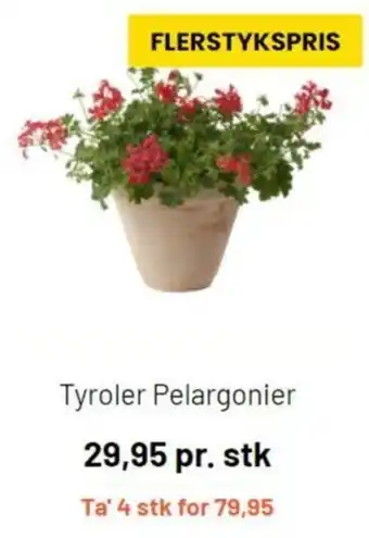 Tyroler Pelargonier