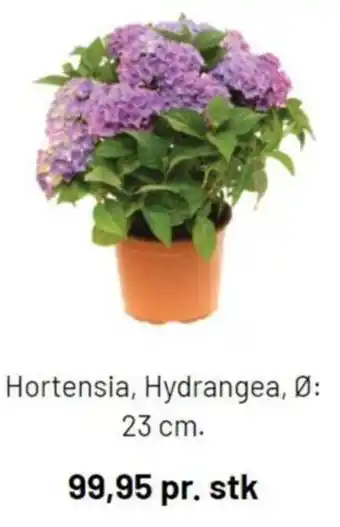 Silvan Hortensia, Hydrangea 23cm tilbud