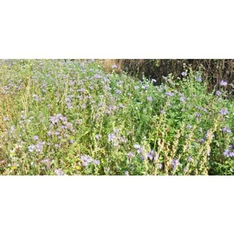 Pollen og nektar blanding, 2 kg