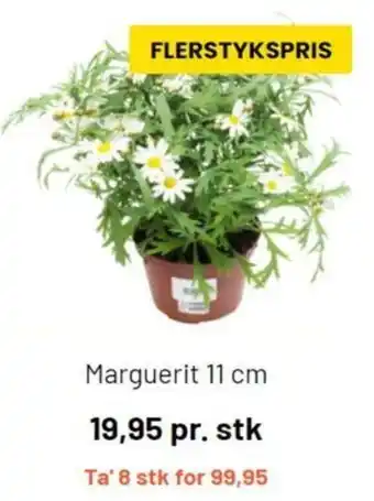 Marguerit 11cm