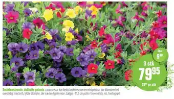 Småblomstrende, dobbelte petunia