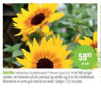 Solsikke