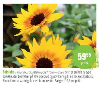 Solsikke