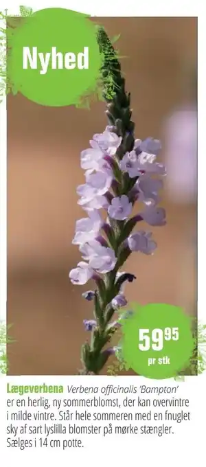 Lægeverbena