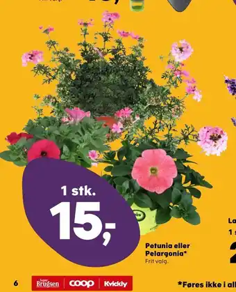 Petunia eller Pelargonia