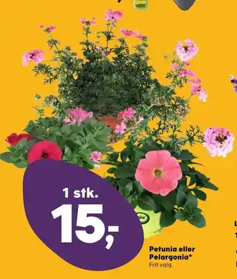 Petunia eller Pelargonia