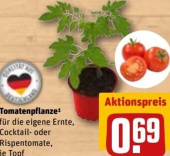 REWE DE Tomatenpflanze tilbud