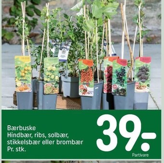 Bærbuske - hindbær, ribs, solbær, stikkelsbær el. brombær