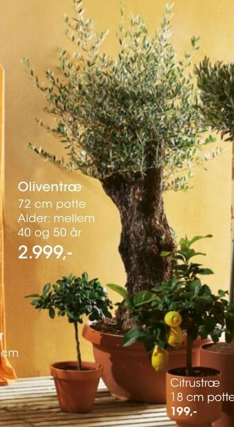 Bilka Oliventræ tilbud