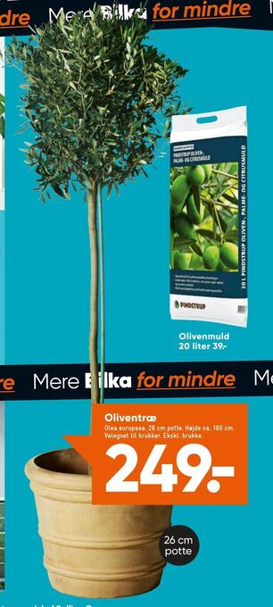 Bilka Oliventræ tilbud