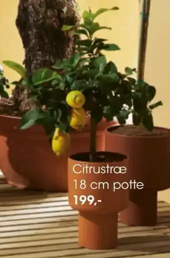 Bilka Citrustræ 18 cm potte tilbud