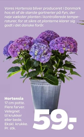 Netto Hortensia tilbud