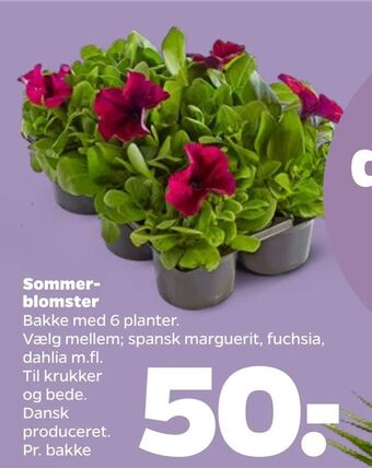 Netto Sommerblomster tilbud