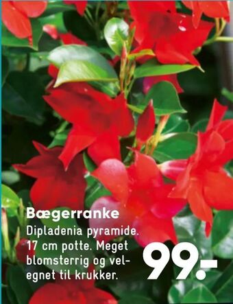 Bilka Bægerranke tilbud