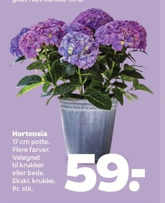 Netto Hortensia tilbud