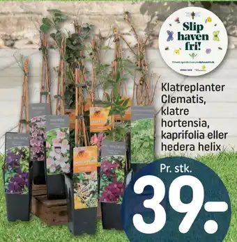REMA 1000 Rema 1000 planter tilbud