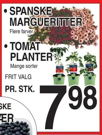 ABC Lavpris Spanske margueritter • tomat planter tilbud