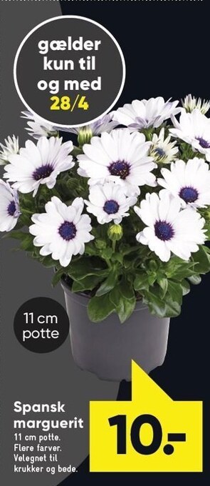 Spansk marguerit