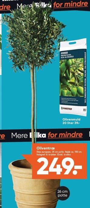 Bilka Oliventræ tilbud