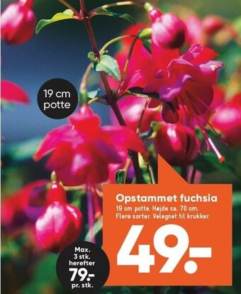 Bilka Opstammet fuchsia tilbud