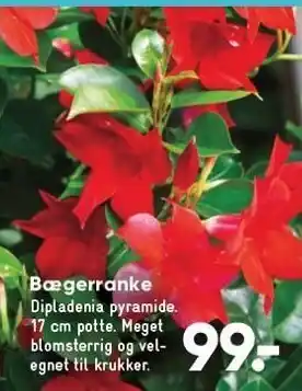 Bilka Bægerranke tilbud
