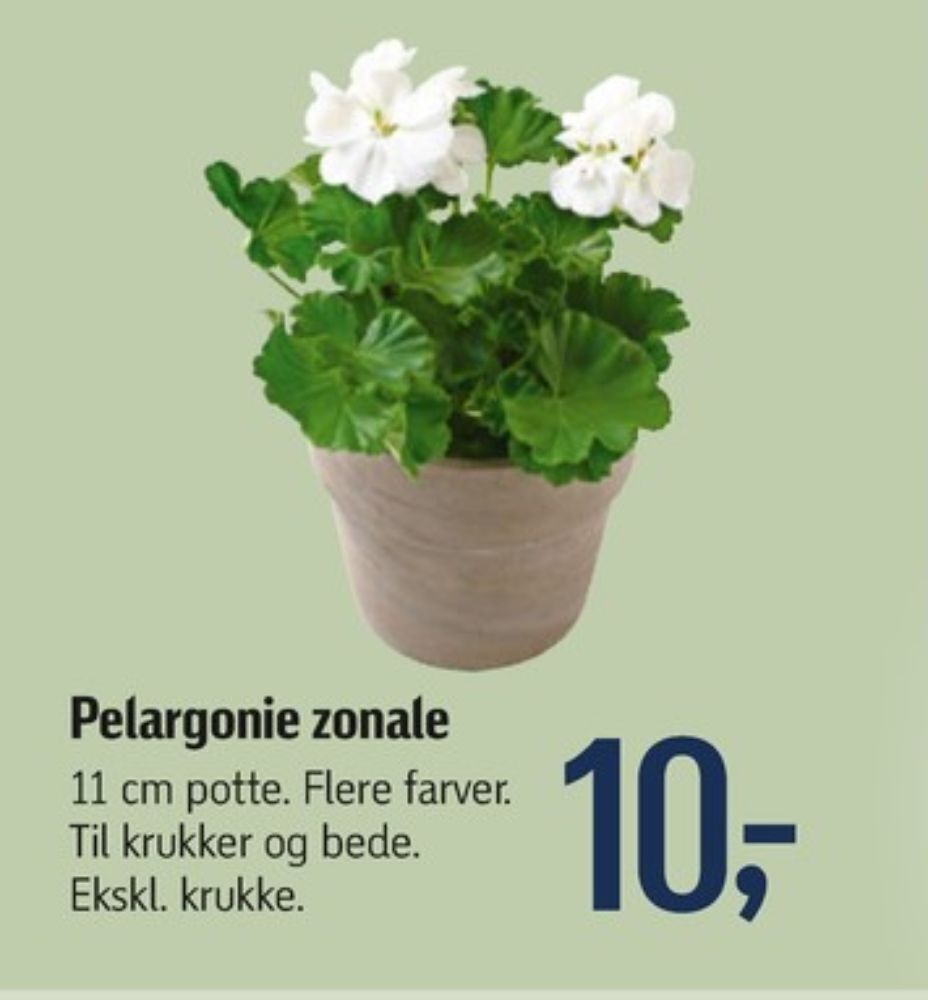 Dunlop planter tilbud hos Føtex