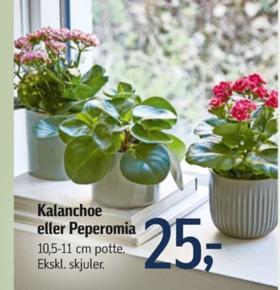 Dunlop planter tilbud hos Føtex