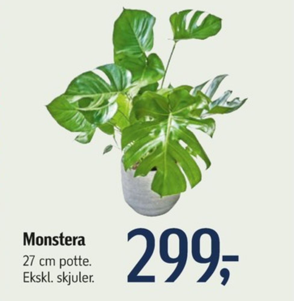 Dunlop planter tilbud hos Føtex