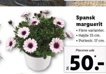 Lidl Spansk marguerit tilbud