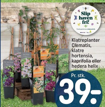 Klatreplanter Clematis, klatre hortensia, kaprifolia el. hedera helix