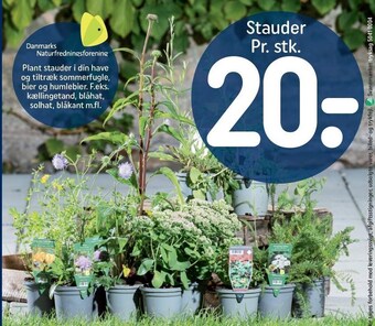 REMA 1000 Stauder tilbud