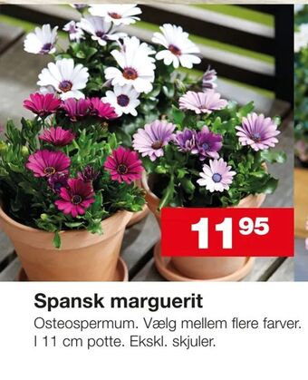 Spansk marguerit