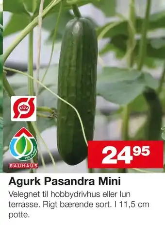 Bauhaus Agurk Pasandra Mini tilbud