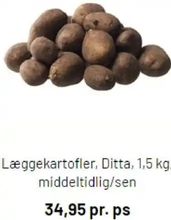 Læggekartofler, Ditta, 1,5 kg, Middeltidlig/Sen