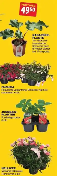 jem & fix Rabarberplante, fuchsia, jordbærplanter el. nelliker tilbud