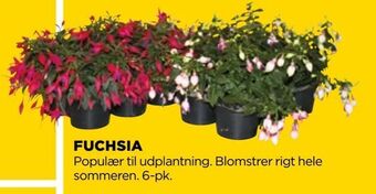 jem & fix Fuchsia tilbud