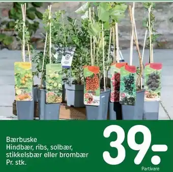Bærbuske hindbær, ribs, solbær, stikkelsbær el. brombær