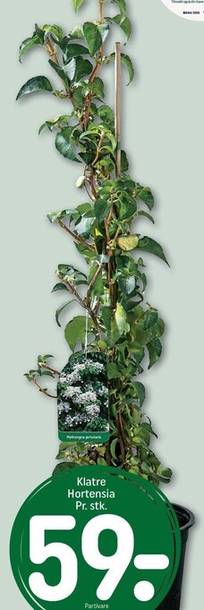 REMA 1000 Klatre hortensia tilbud