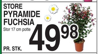 ABC Lavpris Pyramide fuchsia tilbud