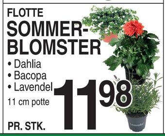 ABC Lavpris Sommerblomster tilbud
