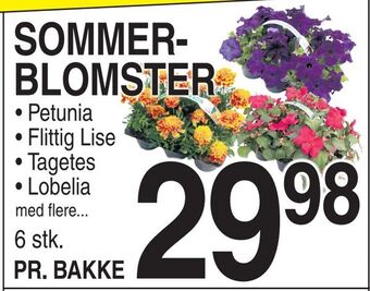 ABC Lavpris Sommerblomster tilbud