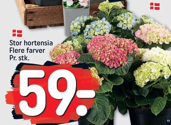 REMA 1000 Stor hortensia tilbud