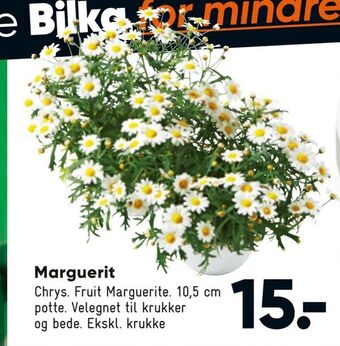Bilka Marguerit tilbud