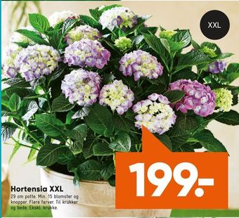 Bilka Hortensia XXL tilbud