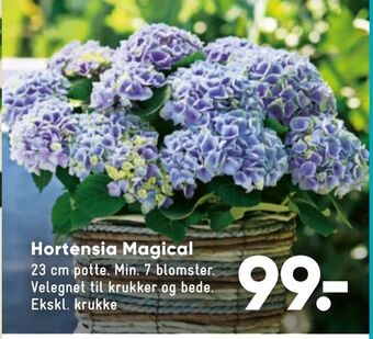 Bilka Hortensia Magical tilbud