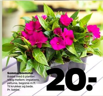 Netto Sommerblomster tilbud
