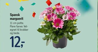 Føtex Spansk marguerit tilbud